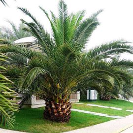 Phoenix Canariensis - 0.5 kg Seeds