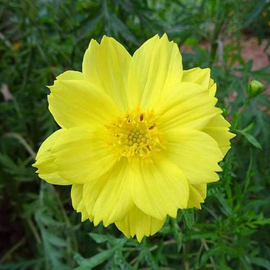 Cosmos Yellow - Desi Flower Seeds