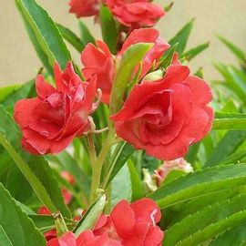 Balsam Rose, Balsam Gulab