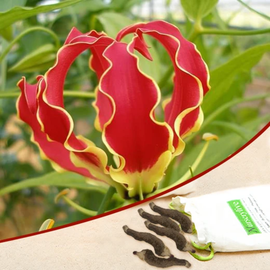  Flame Lily, Gloriosa superba (Red, Yellow) - Bulbs (set of 10)