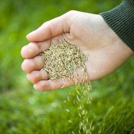 Lawn Grass Seeds