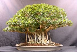 Banyan tree Bonsai - Plant