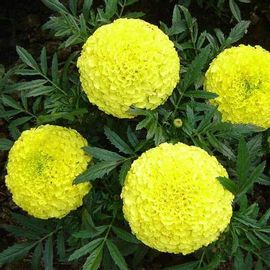 Marigold Pusa Basanti - Desi Flower Seeds