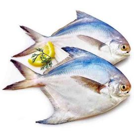 Fresh White Pomfret (3-4 Pcs)
