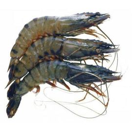 Fresh Jumbo Prawns