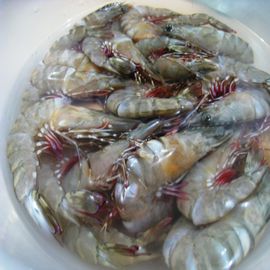 White Shrimp