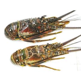 Green Lobster
