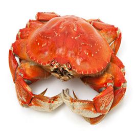 Dungeness crab