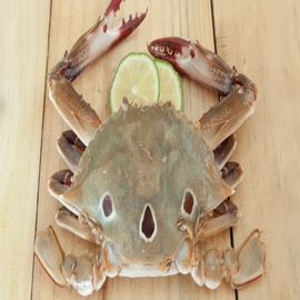 Three spot crab / kan nandu