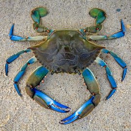 Blue Crab