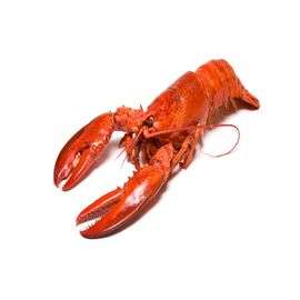 Brown Fresh sea Lobster