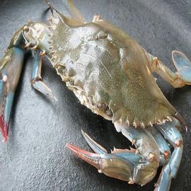 Soft Shell crab 